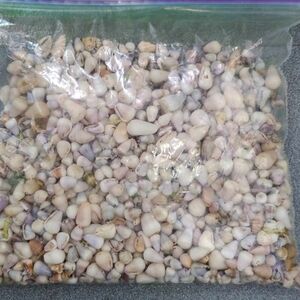 Hawaiian Tiny Cones Shells Over A 1000